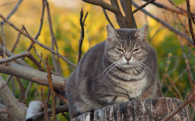 A cat sniffing at a wooden barrel full of kibble