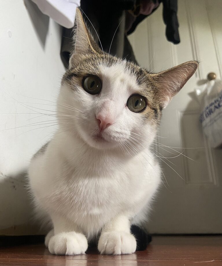 A black and white cat standing proudly beside a tray of ice and fish
