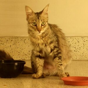 Photo of a cat for Aged Kibble, Seven Years in the Cask