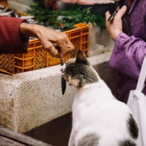 Photo of a cat for Sardine Selection Box