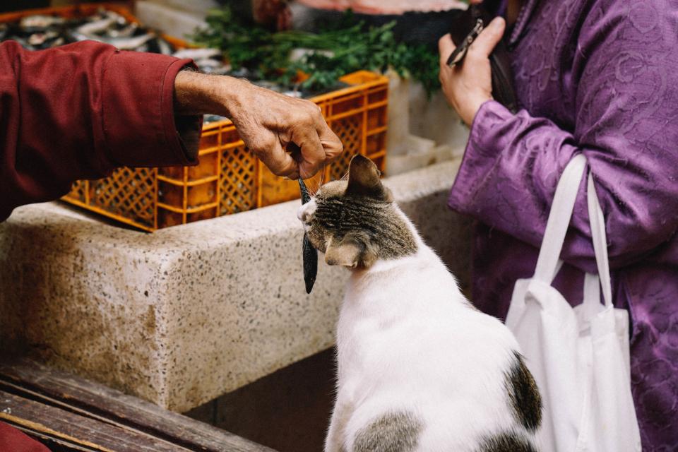 Photo of a cat for Sardine Selection Box