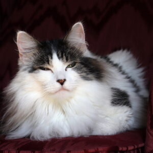 Photo of a cat for Anchovy Paste Tube