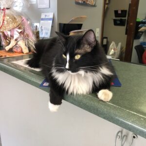 Photo of a cat for Cheese Board, Nibbled Corner