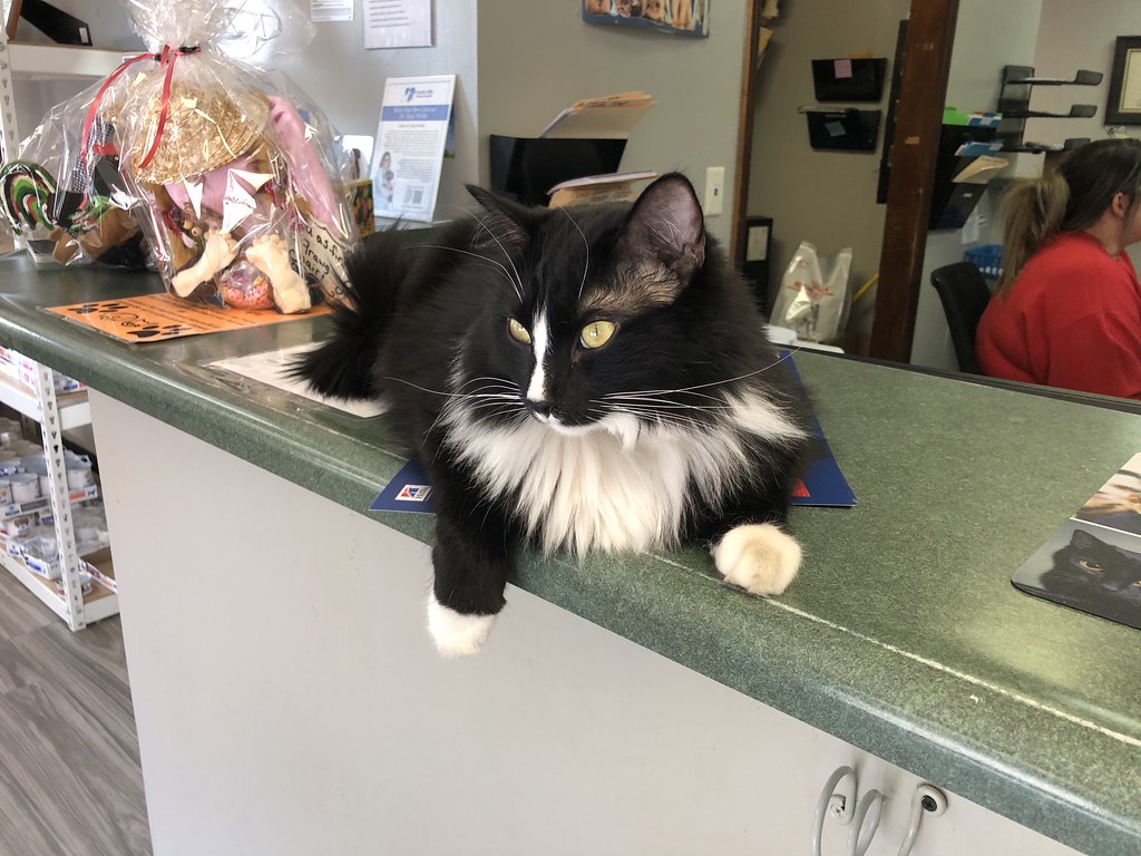 Photo of a cat for Cheese Board, Nibbled Corner