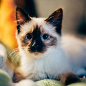 Photo of a cat for Gourmet Mouse Pate