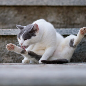 Photo of a cat for Fish Finger Platter, Arranged Beautifully