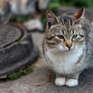 Photo of a cat for Tuna Tin Tower, Twelve Cans