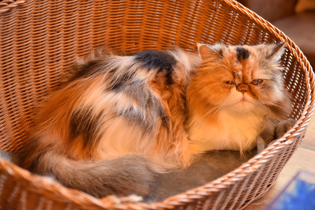 Photo of a cat for Luxury Hamper, Everything In It