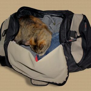 Photo of a cat for Gift Voucher, One Fish