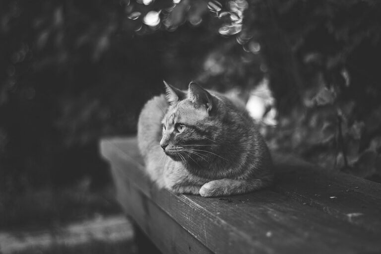 A large ginger cat sitting on a till with a stern expression