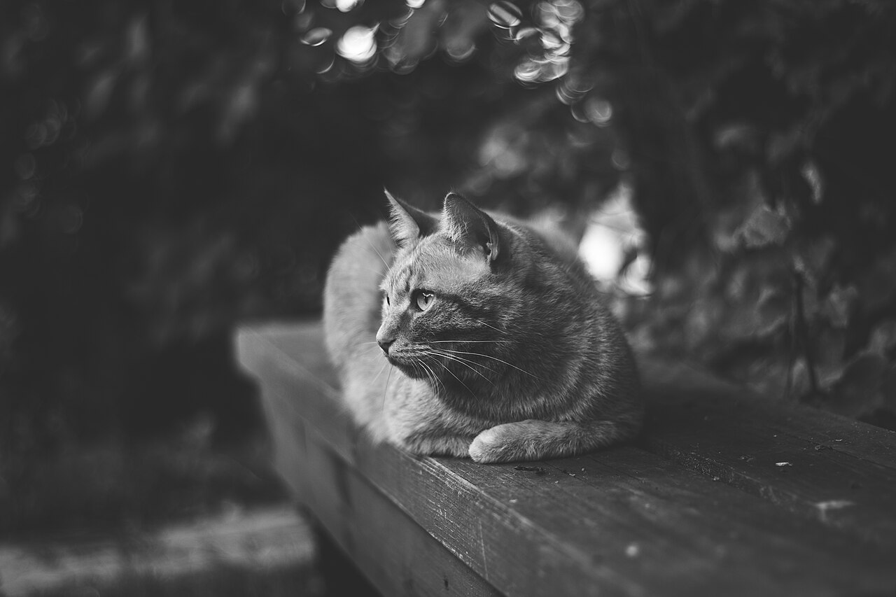 A large ginger cat sitting on a till with a stern expression